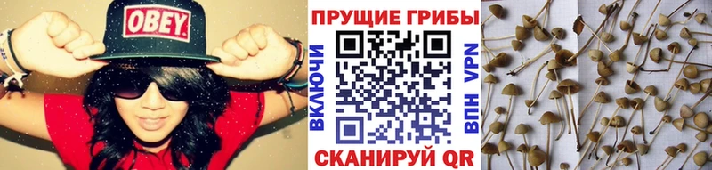 Псилоцибиновые грибы Psilocybe  Суоярви 